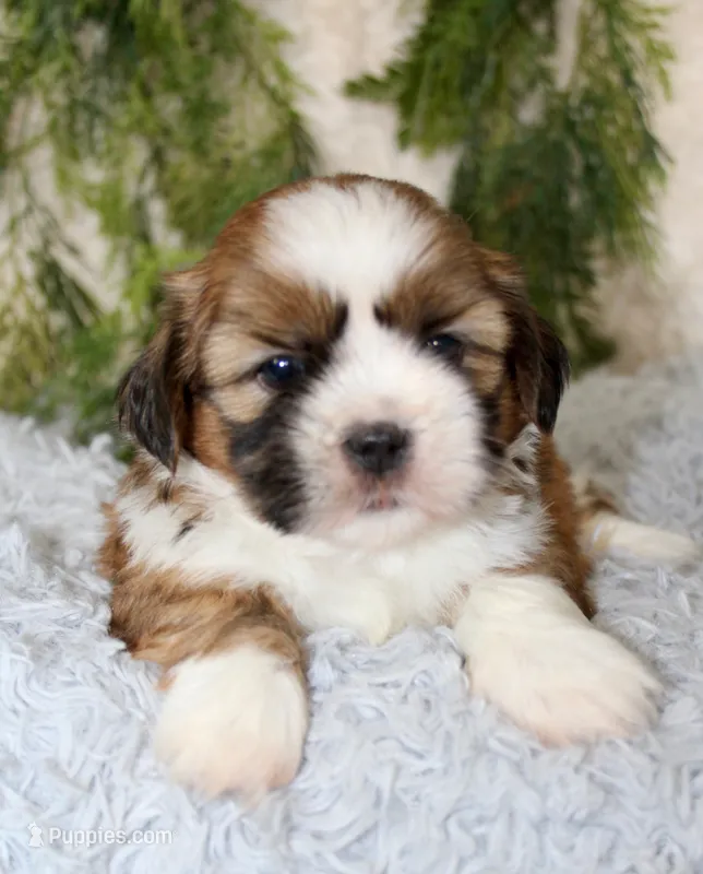 Male Shihtzu #4 – Shih Tzu puppy for sale in Orlando, FL
