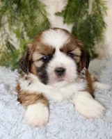 Male Shihtzu #4, a male Shih Tzu for sale in Orlando, FL – 2 of 4