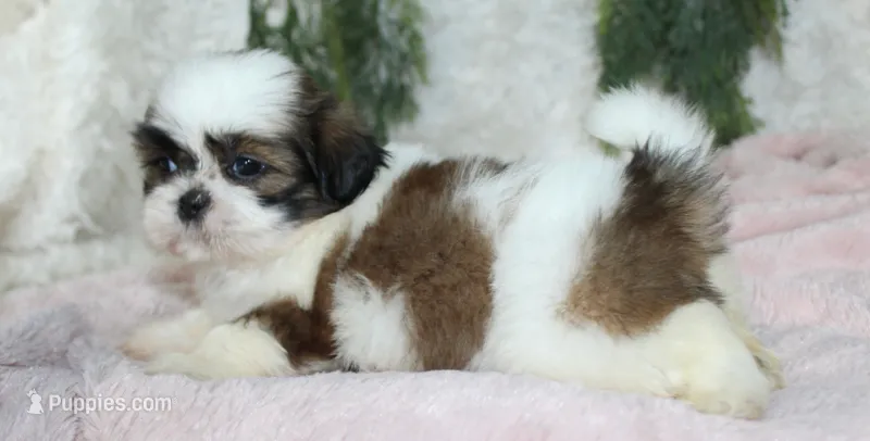 Shihtzu Female #3 – Shih Tzu puppy for sale in Orlando, FL