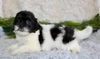 Shihpoo Male #4, a male Shihpoo for sale in Orlando, FL – Photo 3 of 3