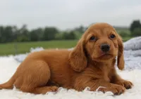Mini Dachshund Male #1, a male Miniature Dachshund for sale in Orlando, FL – 3 of 4