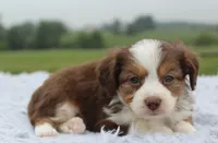 Toy Aussiedoodle Male #2, a male Miniature Aussiedoodle for sale in Orlando, FL – 2 of 3