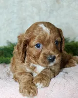 Cavapoo Female #2, a female Cavapoo for sale in Orlando, FL – 4 of 5