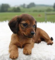 Mini Dachshund Female #2, a female Miniature Dachshund for sale in Orlando, FL – 2 of 4
