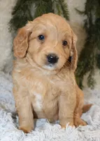 F1B Mini Male #5, a male Miniature Goldendoodle for sale in Orlando, FL – 2 of 4