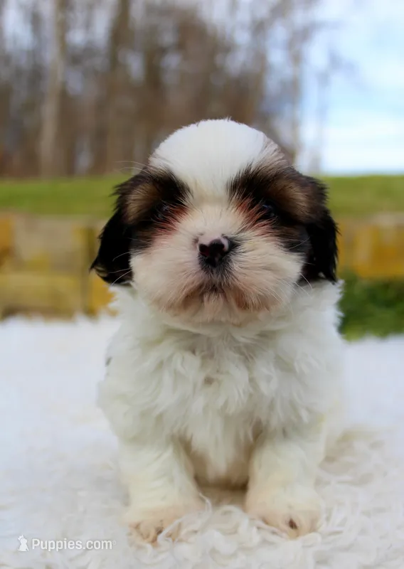 AKC Shihtzu Male #2
