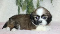 Shihtzu Female #1, a female Shih Tzu for sale in Orlando, FL – 3 of 4