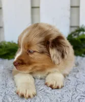 Male Mini Aussie, a female Miniature Australian Shepherd for sale in Orlando, FL – 2 of 4