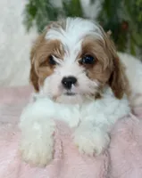 Cavapoo Female #1, a female Cavapoo for sale in Orlando, FL – 3 of 4