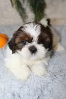 Shihtzu Male #2, a male Shih Tzu for sale in Orlando, FL – 5 of 5