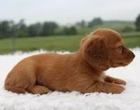 Mini Dachshund Female #3, a female Miniature Dachshund for sale in Orlando, FL – 3 of 4