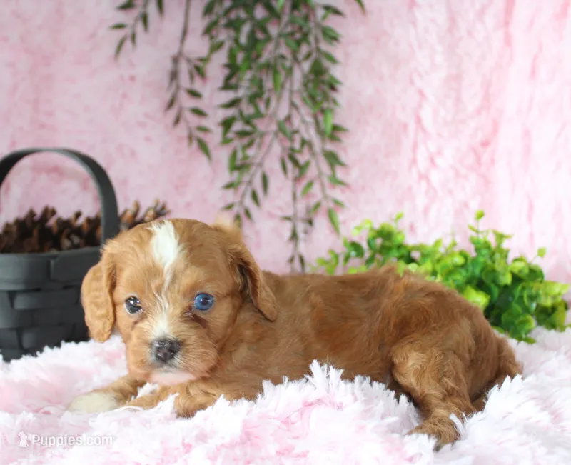 Cavapoo Female #4 – Cavapoo puppy for sale in Orlando, FL