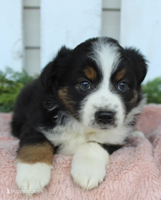 Female Mini Aussie #1 – Miniature American Shepherd puppy for sale in Orlando, FL