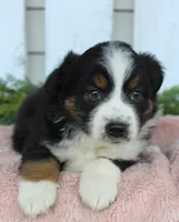 Female Mini Aussie #1, a female Miniature American Shepherd for sale in Orlando, FL – 1 of 4