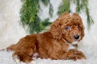 Mini Poodle Male #5, a male Poodle - Miniature  for sale in Orlando, FL – 2 of 4