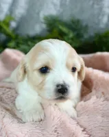 Cavachon Female #2, a female Cavachon for sale in Orlando, FL – Photo 1 of 3