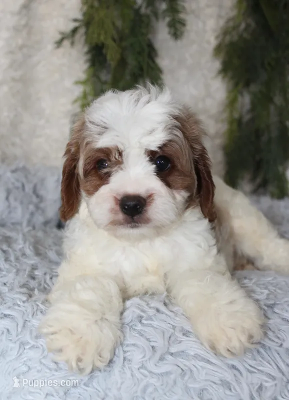 Cavapoo Male #2 – Cavapoo puppy for sale in Orlando, FL