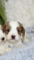 Cavapoo Male #2, a male Cavapoo for sale in Orlando, FL – 1 of 3
