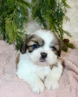 Shihtzu female #4, a female Shih Tzu for sale in Orlando, FL – Photo 2 of 5