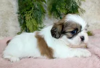 Shihtzu female #4, a female Shih Tzu for sale in Orlando, FL – Photo 4 of 5