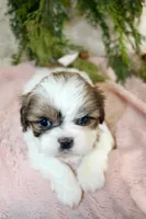 Shihtzu female #4, a female Shih Tzu for sale in Orlando, FL – Photo 5 of 5