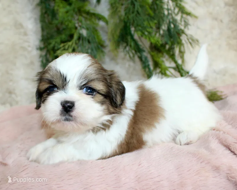 Shihtzu female #4 – Shih Tzu puppy for sale in Orlando, FL