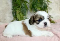 Shihtzu female #4, a female Shih Tzu for sale in Orlando, FL – Photo 3 of 5