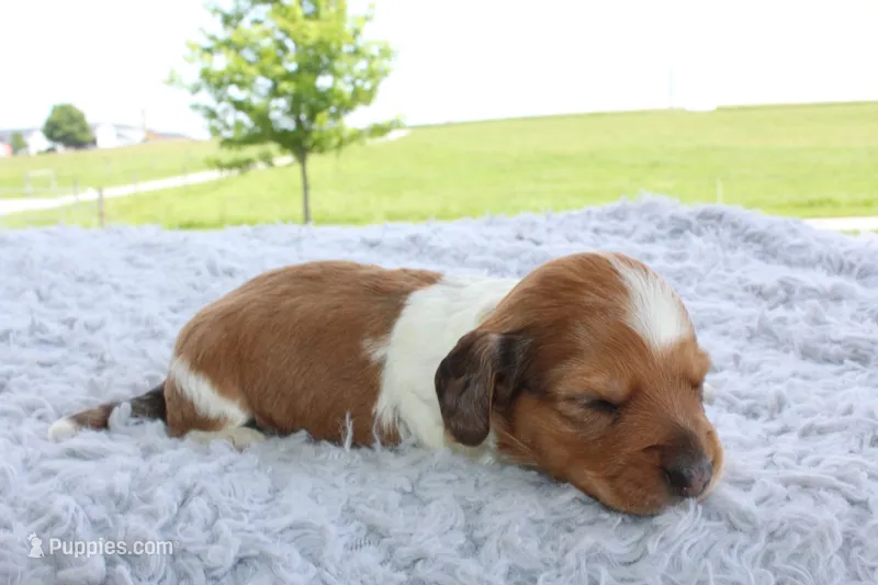 Mini Dachshund Male #5 – Miniature Dachshund puppy for sale in Orlando, FL