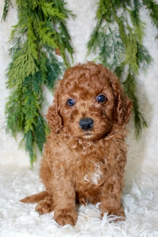 Cavapoo Male #1 – Cavapoo puppy for sale in Orlando, FL