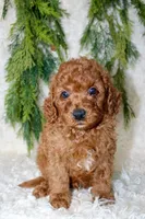 Cavapoo Male #1, a male Cavapoo for sale in Orlando, FL – 1 of 4