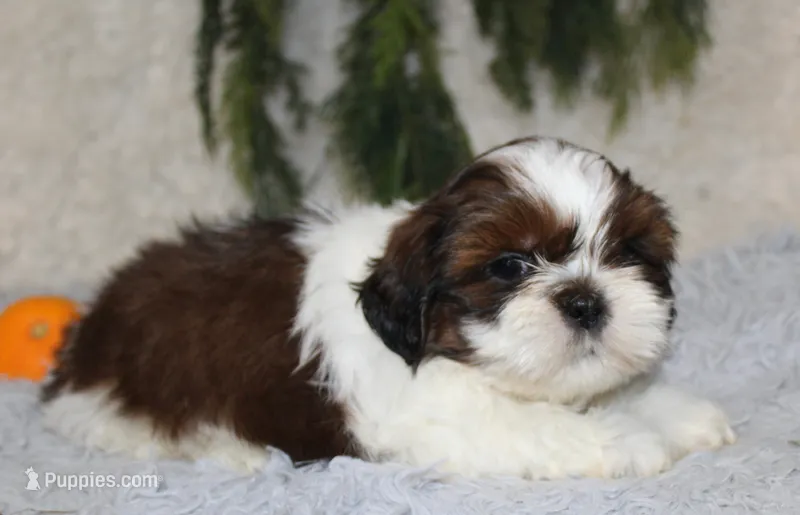 Shihtzu Male #2 – Shih Tzu puppy for sale in Orlando, FL