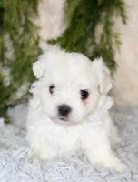 Male Maltese #2, a male Maltese for sale in Orlando, FL – 5 of 5