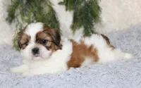 Male Shihtzu #3, a male Shih Tzu for sale in Orlando, FL – 6 of 6