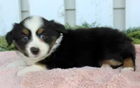 Female Mini Aussie #2, a female Miniature American Shepherd for sale in Orlando, FL – 3 of 4