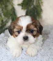 Male Shihtzu #3, a male Shih Tzu for sale in Orlando, FL – 2 of 6