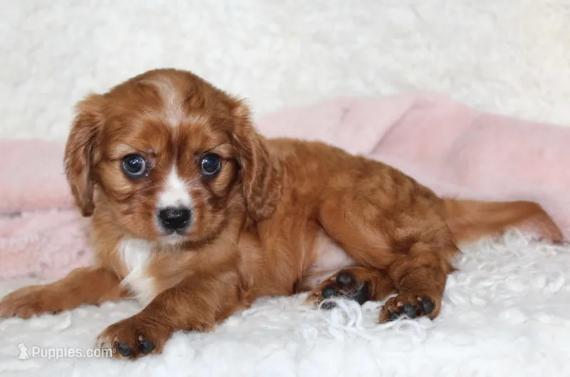 Cavalier Female #2 – Cavalier King Charles Spaniel puppy for sale in Orlando, FL