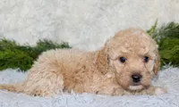 Bichpoo Male #2, a male Poochon for sale in Orlando, FL – 3 of 5