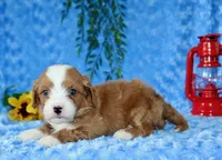 Cavapoo Male #2, a male Cavapoo for sale in Orlando, FL – 2 of 5