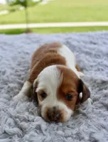 Mini Dachshund Male #3, a male Miniature Dachshund for sale in Orlando, FL – 2 of 7
