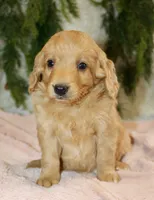 F1B Mini Female #1, a female Miniature Goldendoodle for sale in Orlando, FL – 4 of 5