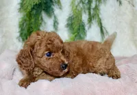 Cavapoo Female #4, a female Cavapoo for sale in Orlando, FL – 2 of 4