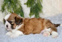 Male Shihtzu #4, a male Shih Tzu for sale in Orlando, FL – 1 of 4