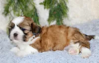 Male Shihtzu #4, a male Shih Tzu for sale in Orlando, FL – 4 of 4