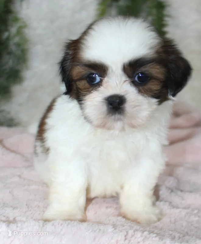 Shihtzu Female #1 – Shih Tzu puppy for sale in Orlando, FL