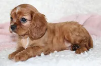 Cavalier Female #1, a female Cavalier King Charles Spaniel for sale in Orlando, FL – 3 of 4