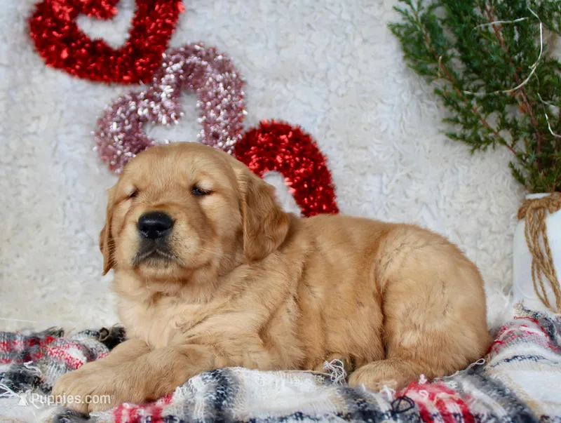 AKC Golden Retriever Male #1