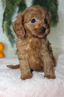 F1B Cavapoo Female , a female Cavapoo for sale in Orlando, FL – 5 of 5
