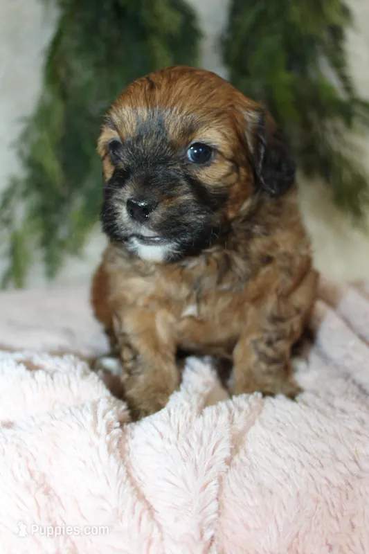 Shihpoo Female #2