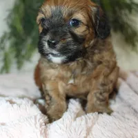 Shihpoo Female #2, a female Shihpoo for sale in Orlando, FL – Photo 1 of 6