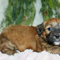 Shihpoo Female #2, a female Shihpoo for sale in Orlando, FL – Photo 2 of 6